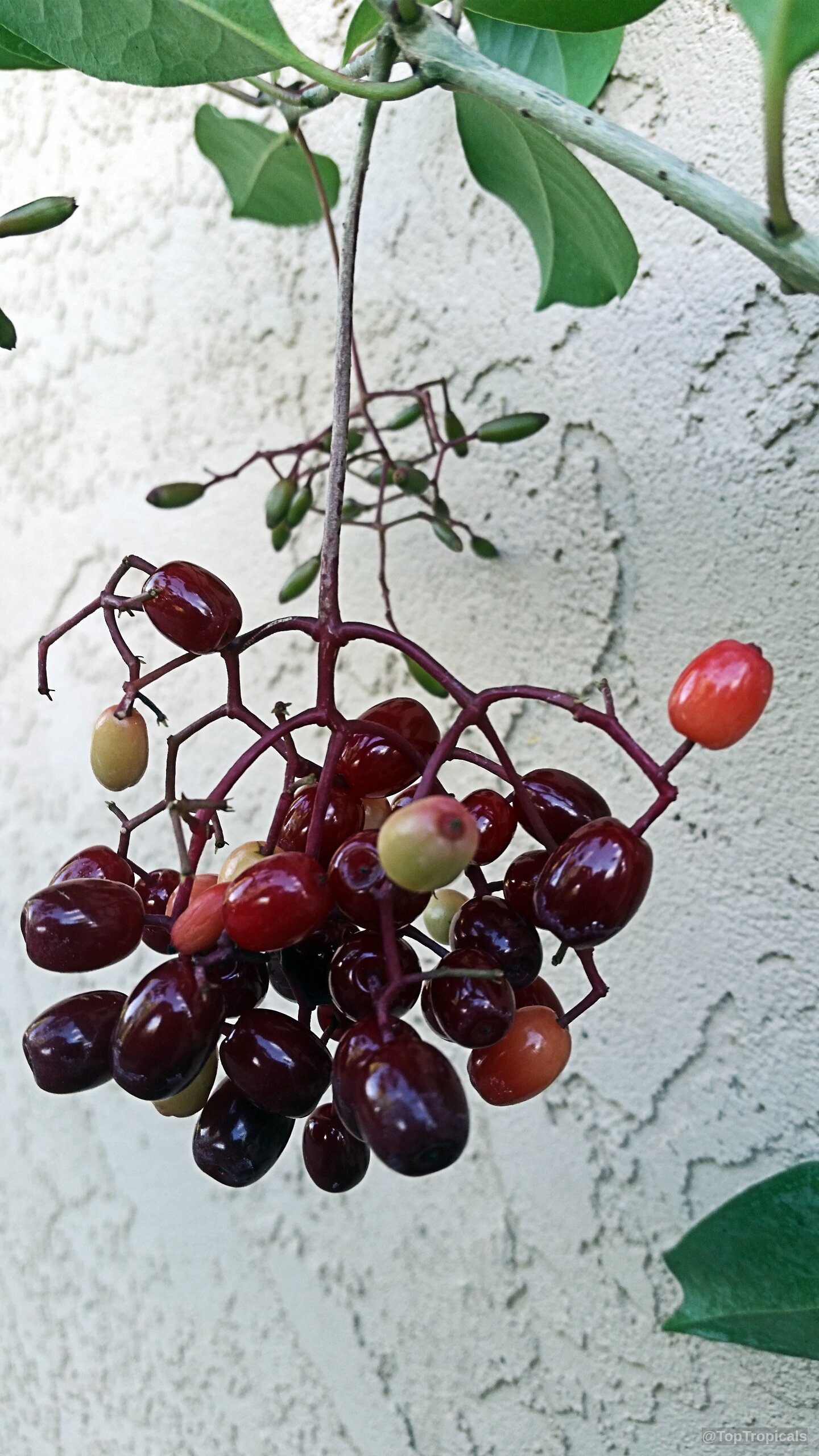 Neea psychotrioides (Neea) clusters with glossy red fruit hanging down from a thin purple stem. Neea psychotrioides (Neea) shiny dark red fruit cluster, close up image of small berries.
