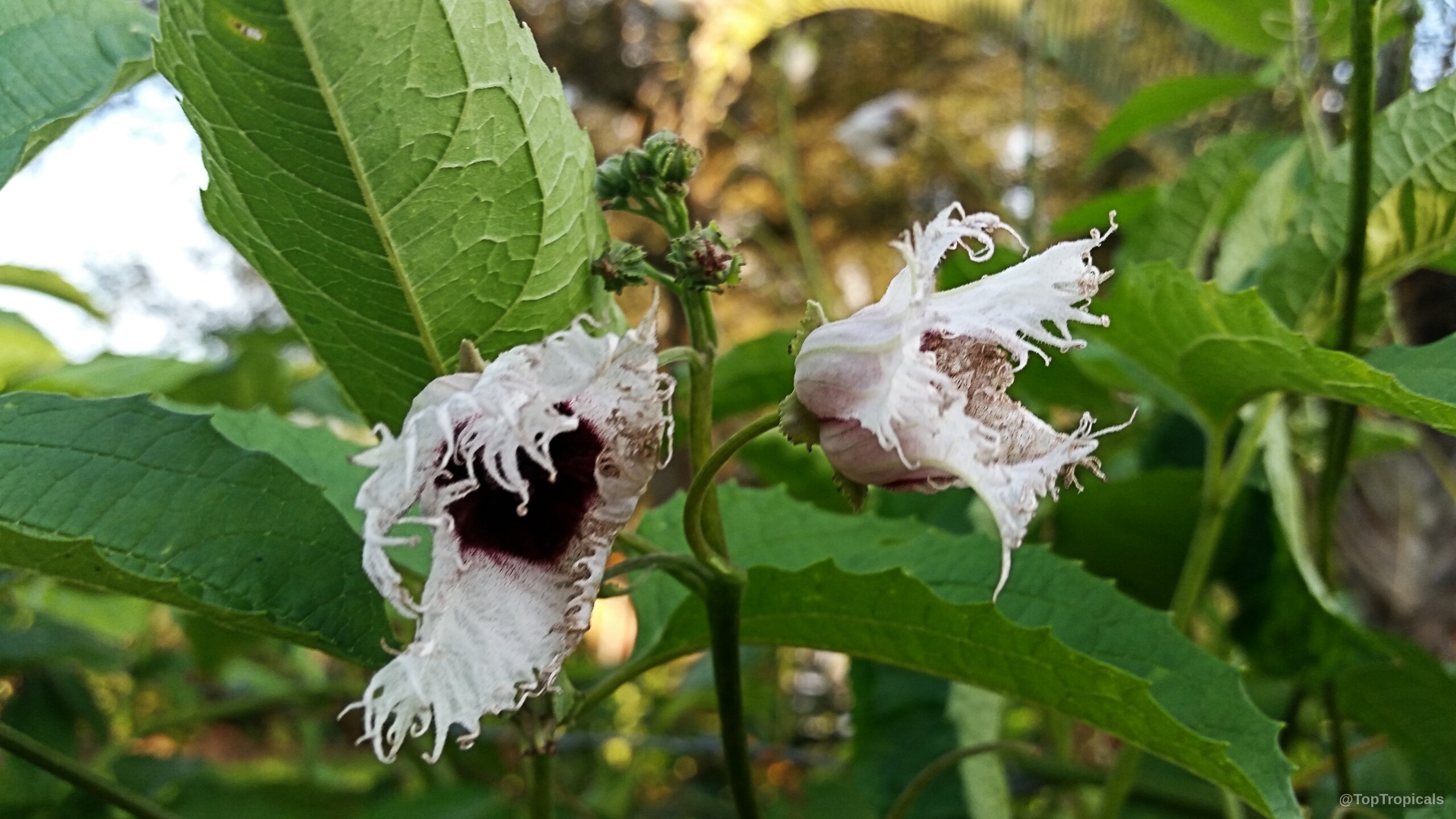 Telfairia occidentalis (Fluted Pumpkin) white flowers with fringed petals and dark purple interior centers Telfairia occidentalis (Fluted Pumpkin) white flower with dark purple center close up on vine