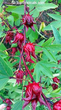 Hibiscus sabdariffa, Karkade, Red sorrel, Red tea, Roselle, Flor de Jamaica, Rosa de Jamaica

Click to see full-size image