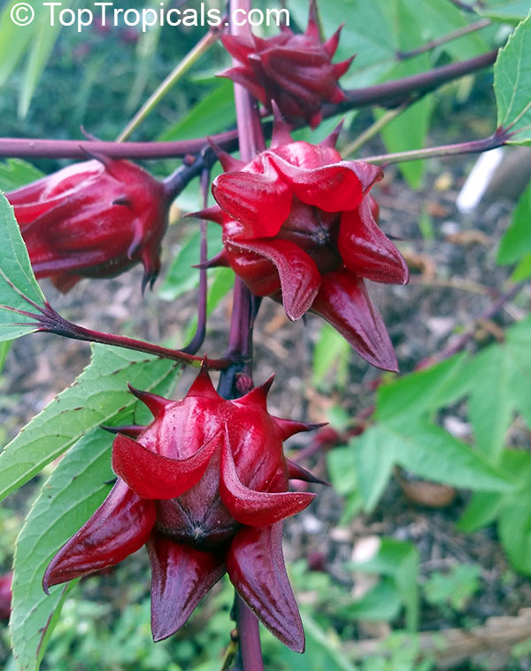 Hibiscus sabdariffa, Karkade, Red sorrel, Red tea, Roselle, Flor de Jamaica, Rosa de Jamaica