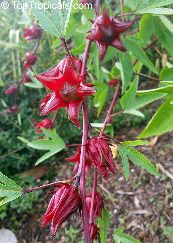 Hibiscus sabdariffa, Karkade, Red sorrel, Red tea, Roselle, Flor de Jamaica,  Rosa de Jamaica