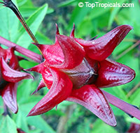 Hibiscus sabdariffa, Karkade, Red sorrel, Red tea, Roselle, Flor de Jamaica, Rosa de Jamaica

Click to see full-size image