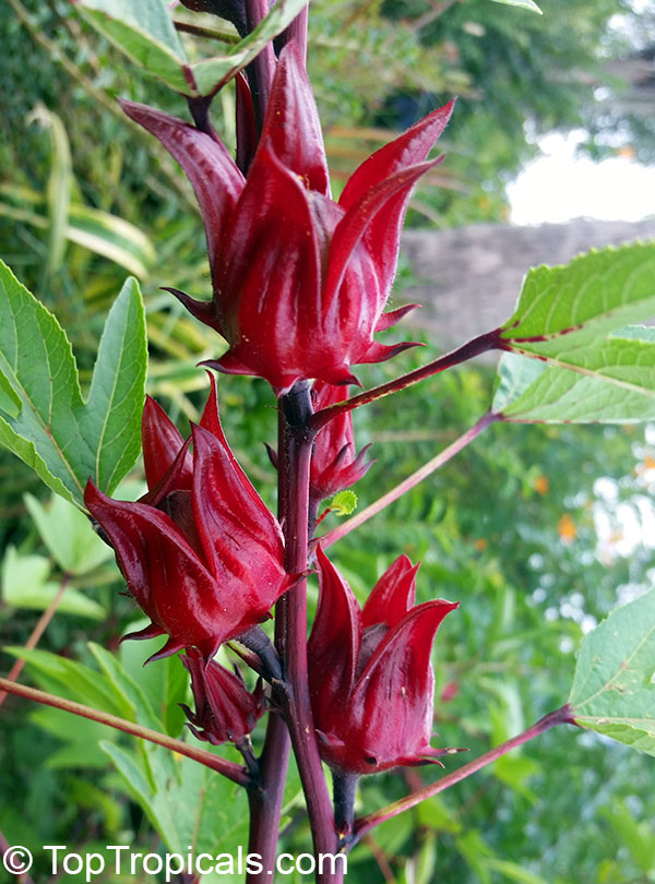 Hibiscus sabdariffa, Karkade, Red sorrel, Red tea, Roselle, Flor de Jamaica, Rosa de Jamaica, Kerkade Sorrel 