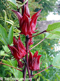 Hibiscus sabdariffa, Karkade, Red sorrel, Red tea, Roselle, Flor de Jamaica, Rosa de Jamaica, Kerkade Sorrel 