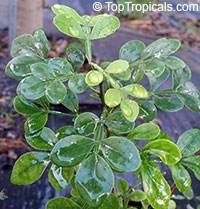 Feronia limonia (ферония лимонная) - растение
