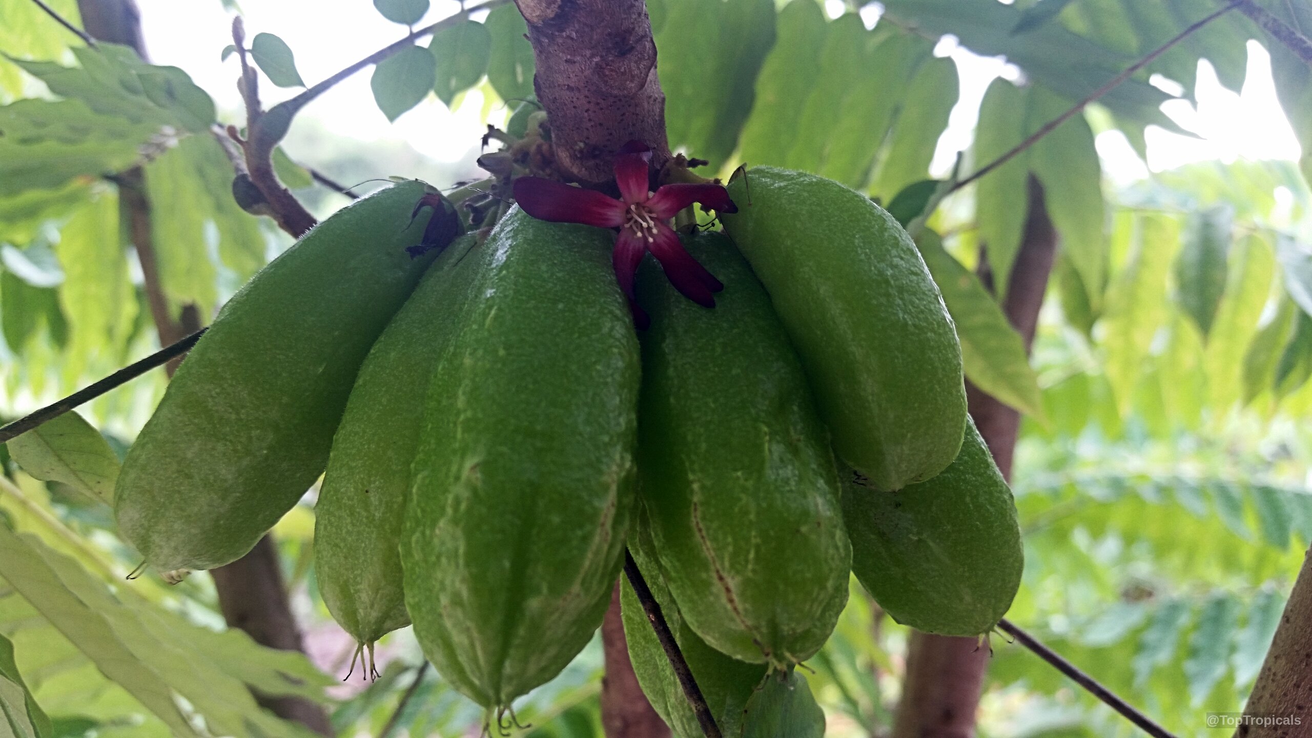 Averrhoa bilimbi (Bilimbi) cluster of green cylinder shaped fruit with one red flower attached. Averrhoa bilimbi (Bilimbi) green fruit with a small deep red flower close up.