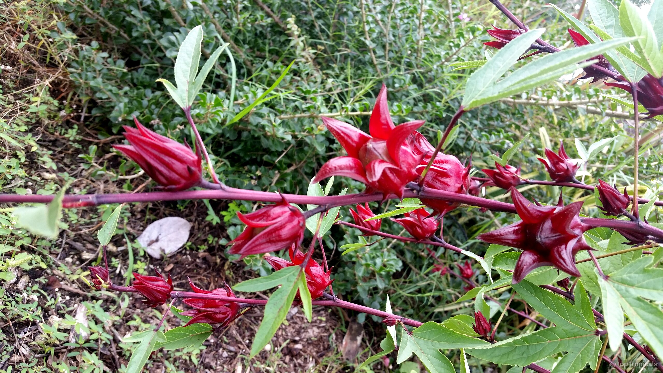 Hibiscus sabdariffa (Karkade) with distinct red fleshy calyxes attached to thin branching stems Hibiscus sabdariffa (Karkade) deep red fruit on a branch, close up of calyxes