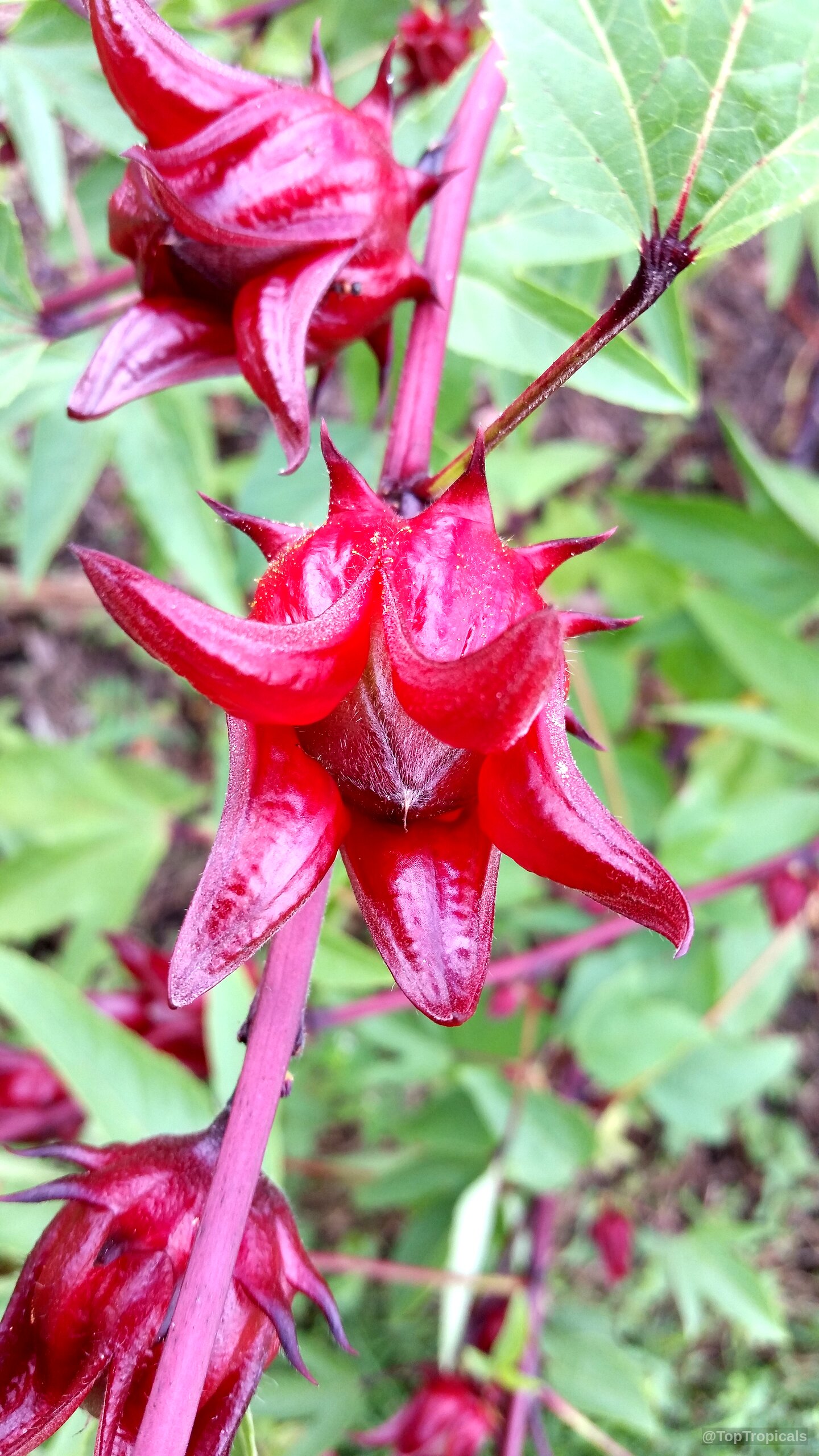 Hibiscus sabdariffa (Karkade) deep red fruit with thick pointed sepals growing along the green stem. Hibiscus sabdariffa (Karkade) deep red fruit close up with pointed thick calyx segments attached.
