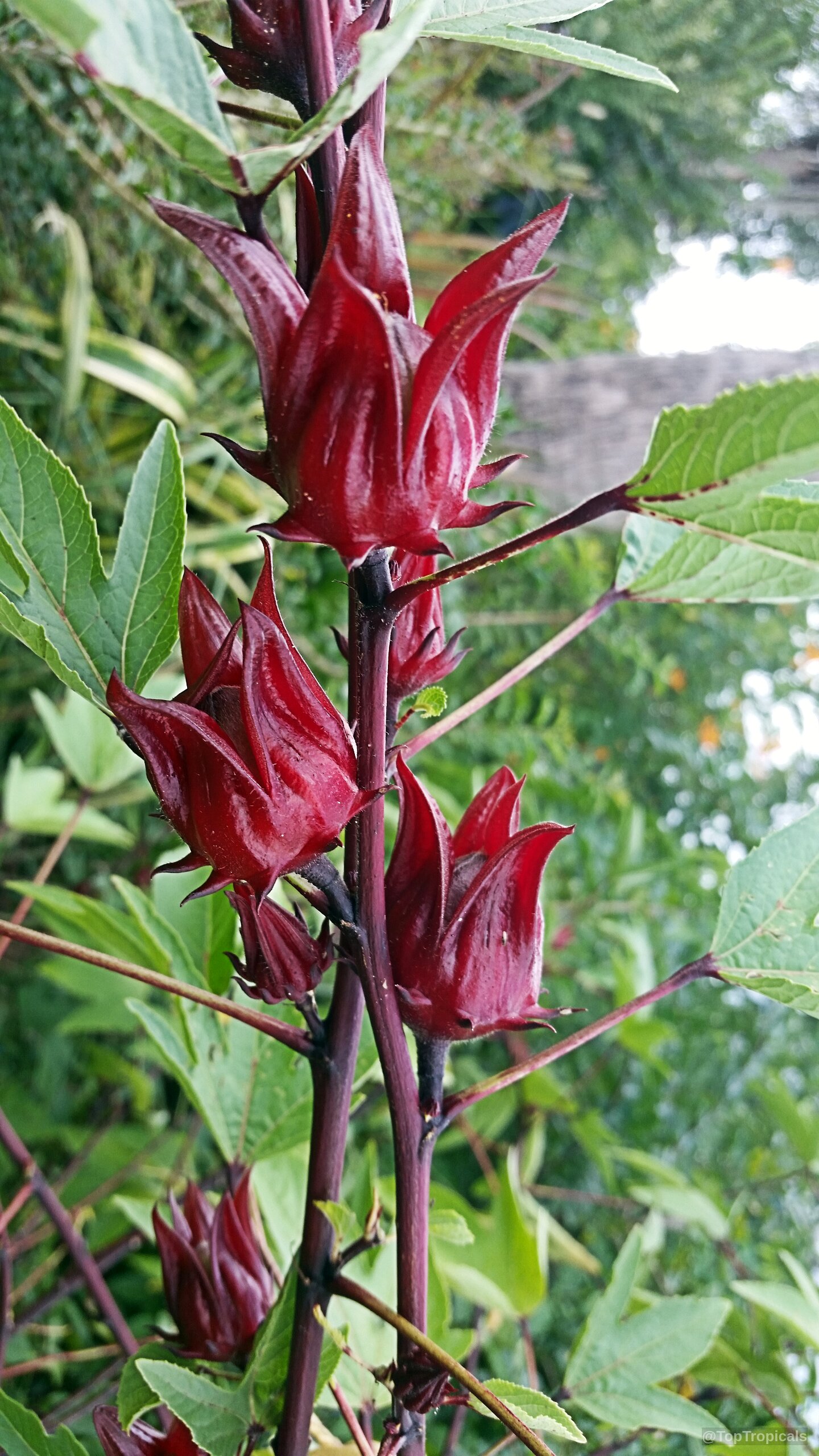 Hibiscus sabdariffa (Karkade) deep red calyces growing on a stem with lobed green leaves. Hibiscus sabdariffa (Karkade) deep red fruit on a green branch in close up view.