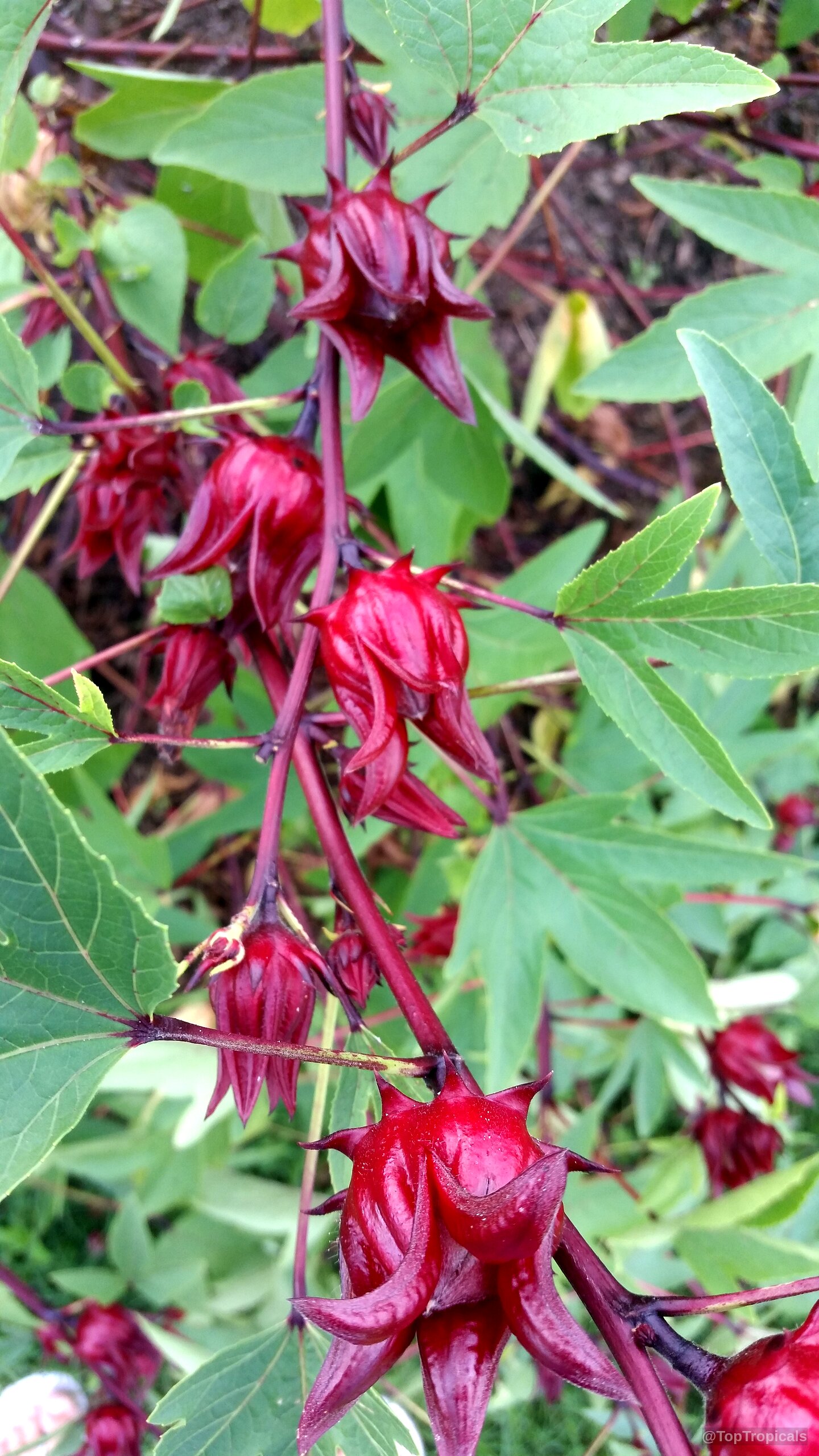 Hibiscus sabdariffa (Karkade) showing deep red fruit pods attached to a vibrant green stem. Hibiscus sabdariffa (Karkade) deep red fruit on a green branch in a close up.