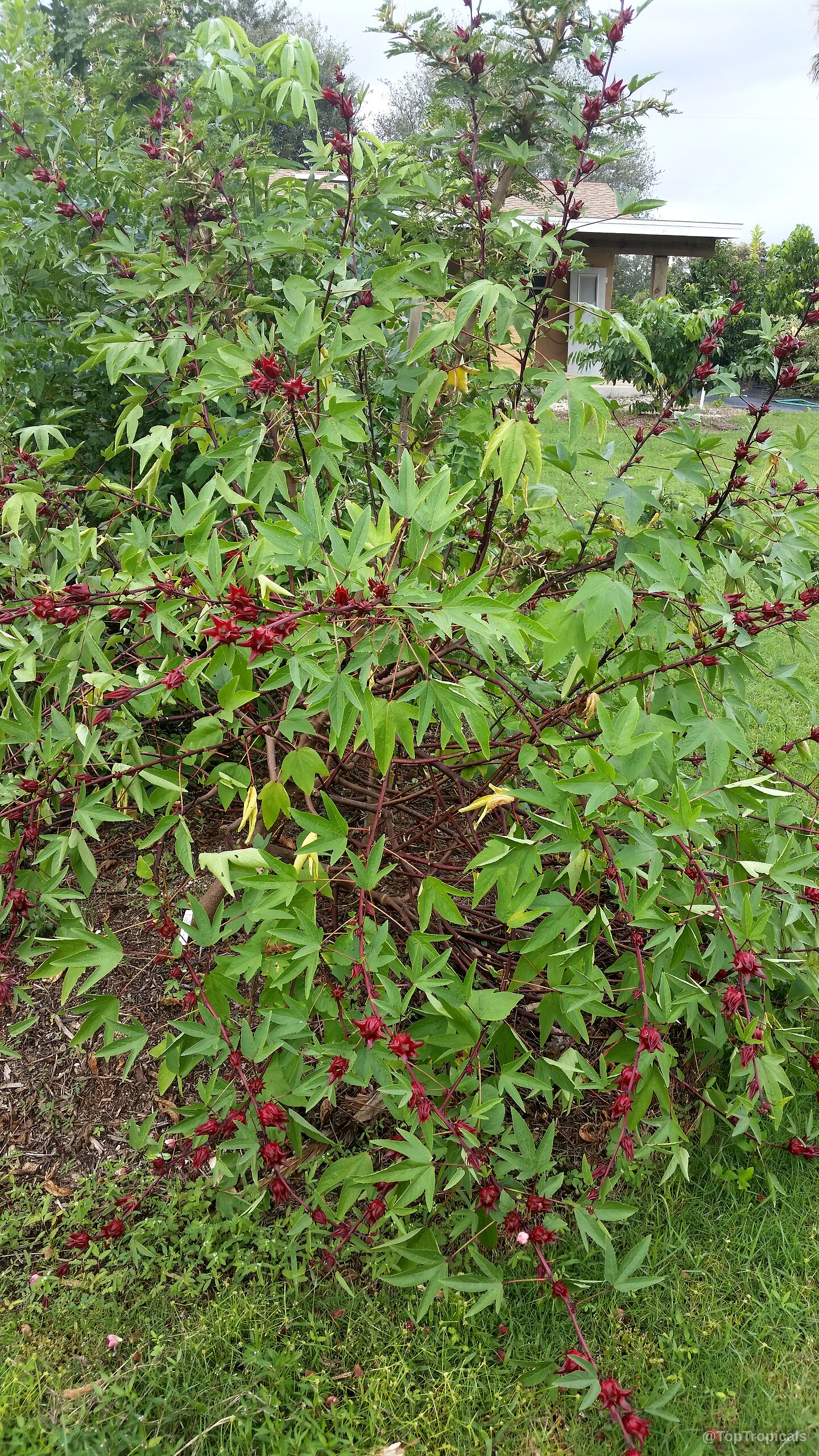 Hibiscus sabdariffa (Karkade) plant showing deep red fruit and pointed green foliage on woody branches. Hibiscus sabdariffa (Karkade) plant with red fruit and green leaves on thin woody stems.