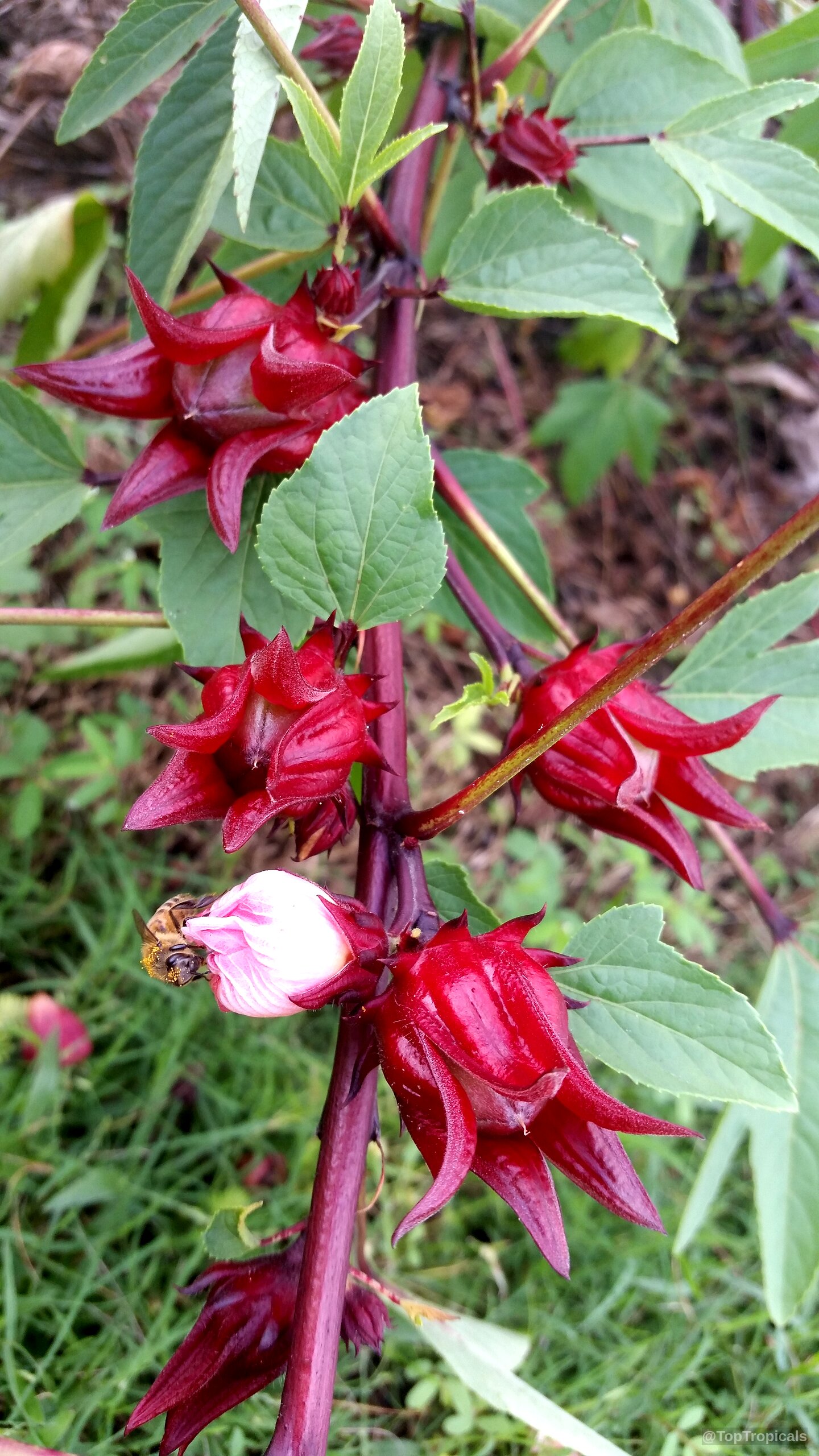 Hibiscus sabdariffa (Karkade) with deep red calyxes and green leaves on the stem Hibiscus sabdariffa (Karkade) red fruit and green leaves on a plant close up