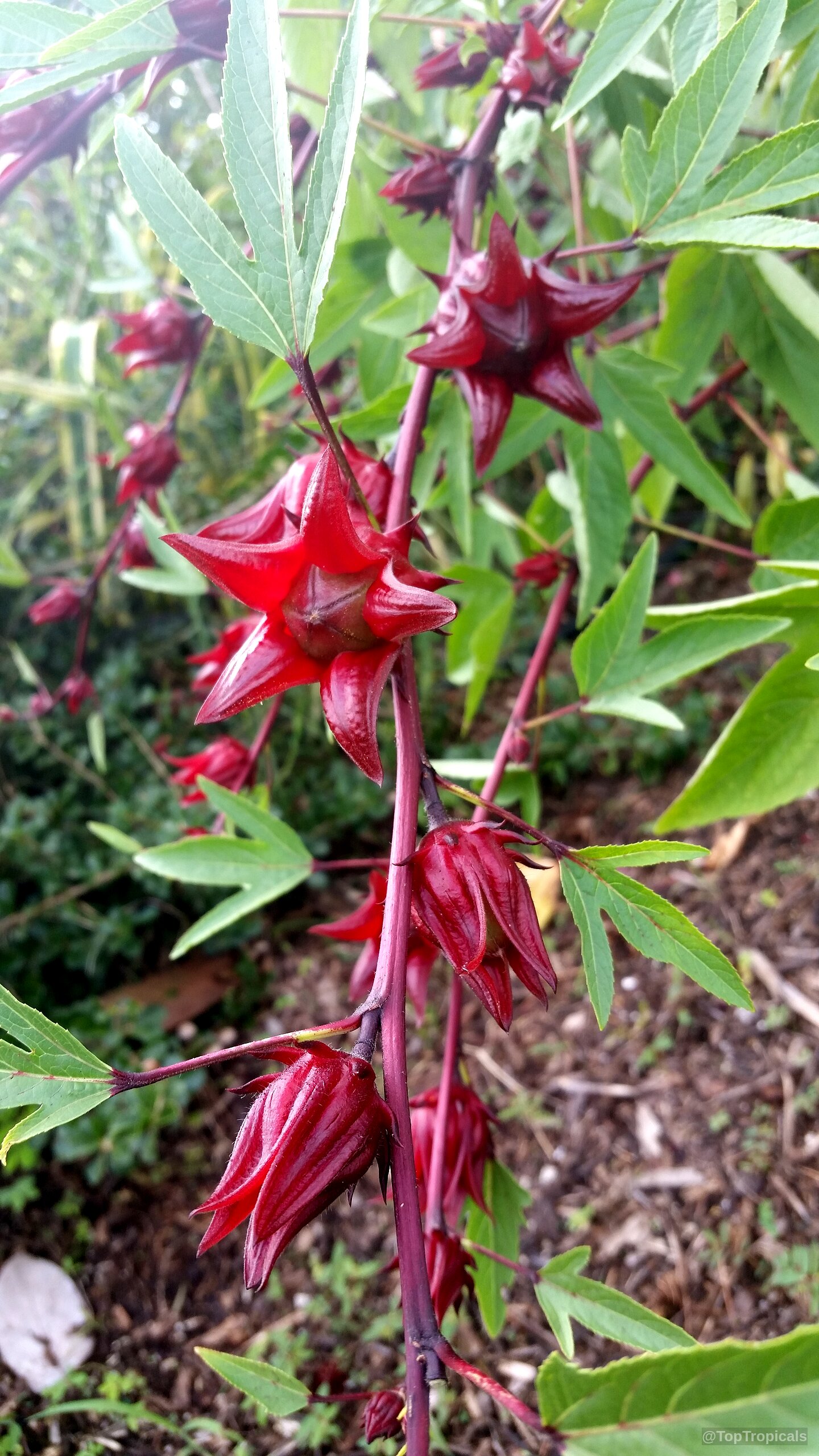 Hibiscus sabdariffa (Karkade) red fruit clusters grow along a dark stem with pointed green leaves. Hibiscus sabdariffa (Karkade) red fruit hanging from a branch in a close up shot.