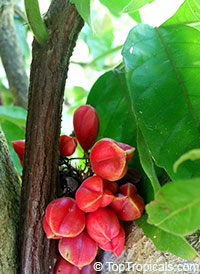 Paullinia cupana, Paullinia alata, Brazilian cocoa, Guarana Berry, Paullina

Click to see full-size image