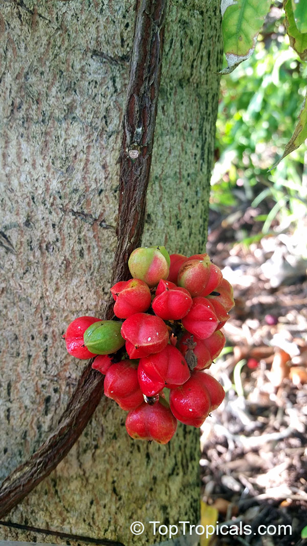 Paullinia cupana, Paullinia alata, Brazilian cocoa, Guarana Berry, Paullina