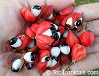 Paullinia cupana, Paullinia alata, Brazilian cocoa, Guarana Berry, Paullina

Click to see full-size image