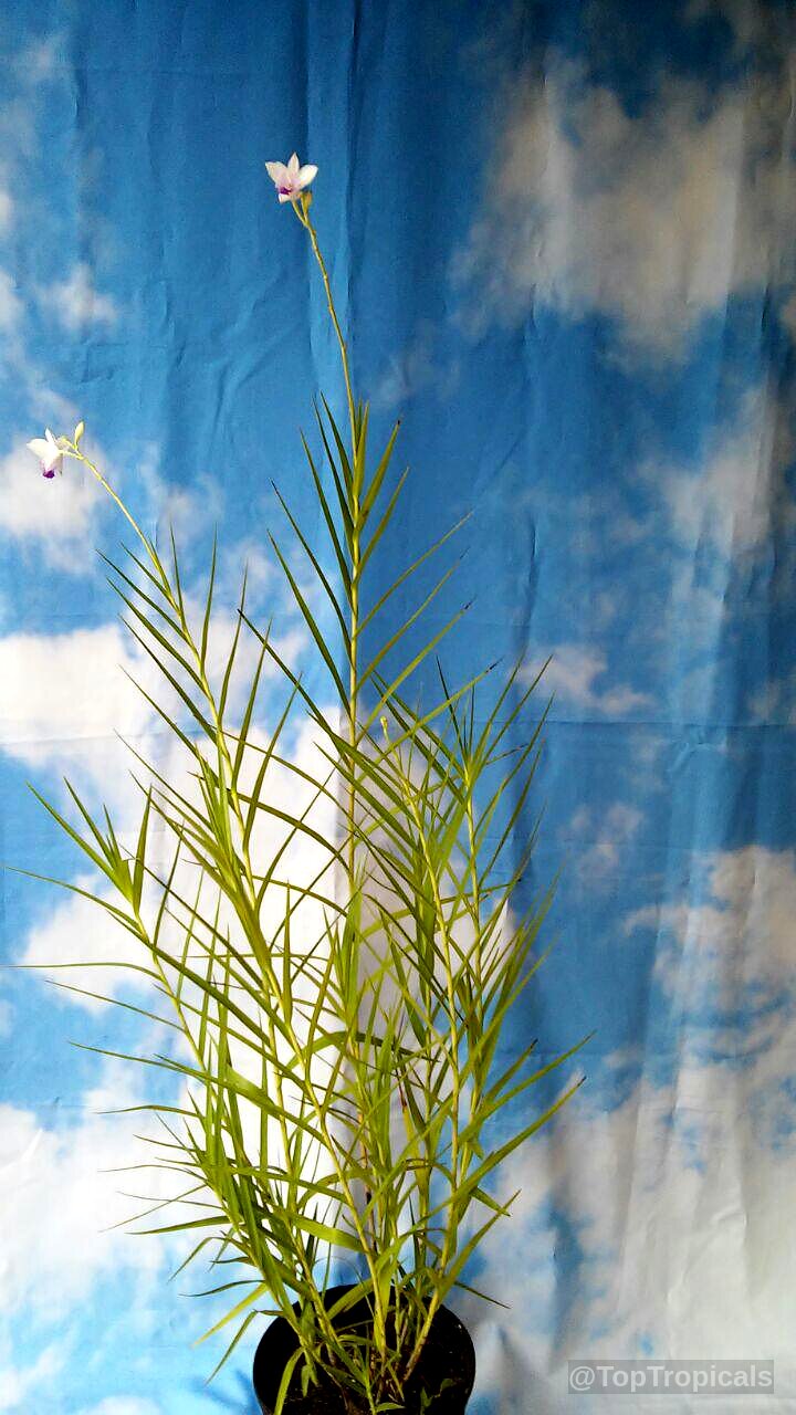 Arundina graminifolia (Bamboo Orchid) stems rise tall, topped with delicate purple white flower blossoms. Arundina graminifolia (Bamboo Orchid) plant with purple white flower stems and thin green leaves.