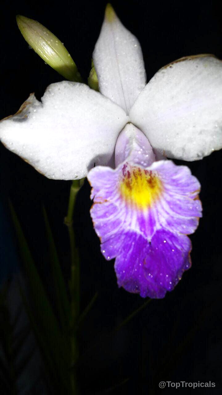 Arundina graminifolia (Bamboo Orchid) flower petal detail with white segments and vibrant central purple lip. Arundina graminifolia (Bamboo Orchid) white and purple flower close up against dark background