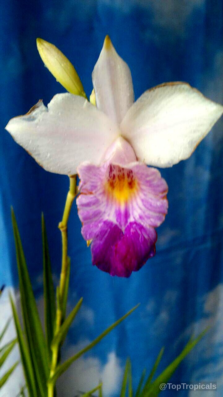 Arundina graminifolia (Bamboo Orchid) with white petals and a deep purple ruffled center throat area. Arundina graminifolia (Bamboo Orchid) white and purple flower close up on slender green stem