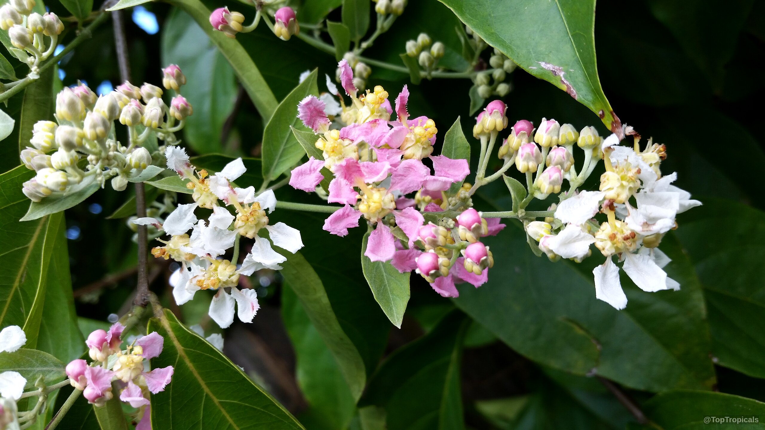Banisteriopsis caapi (Ayahuasca) with clusters of delicate white and pink flowers among deep green leaves. Banisteriopsis caapi (Ayahuasca) plant with white and pink flower clusters in a close up.