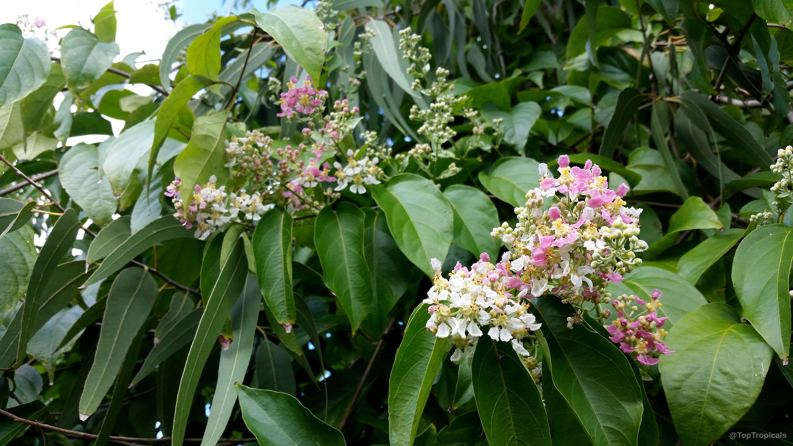 Banisteriopsis caapi (Ayahuasca) clusters of white and pink flower nestled among smooth green leaves. Banisteriopsis caapi (Ayahuasca) plant with white and pink flower clusters on green vine branches.