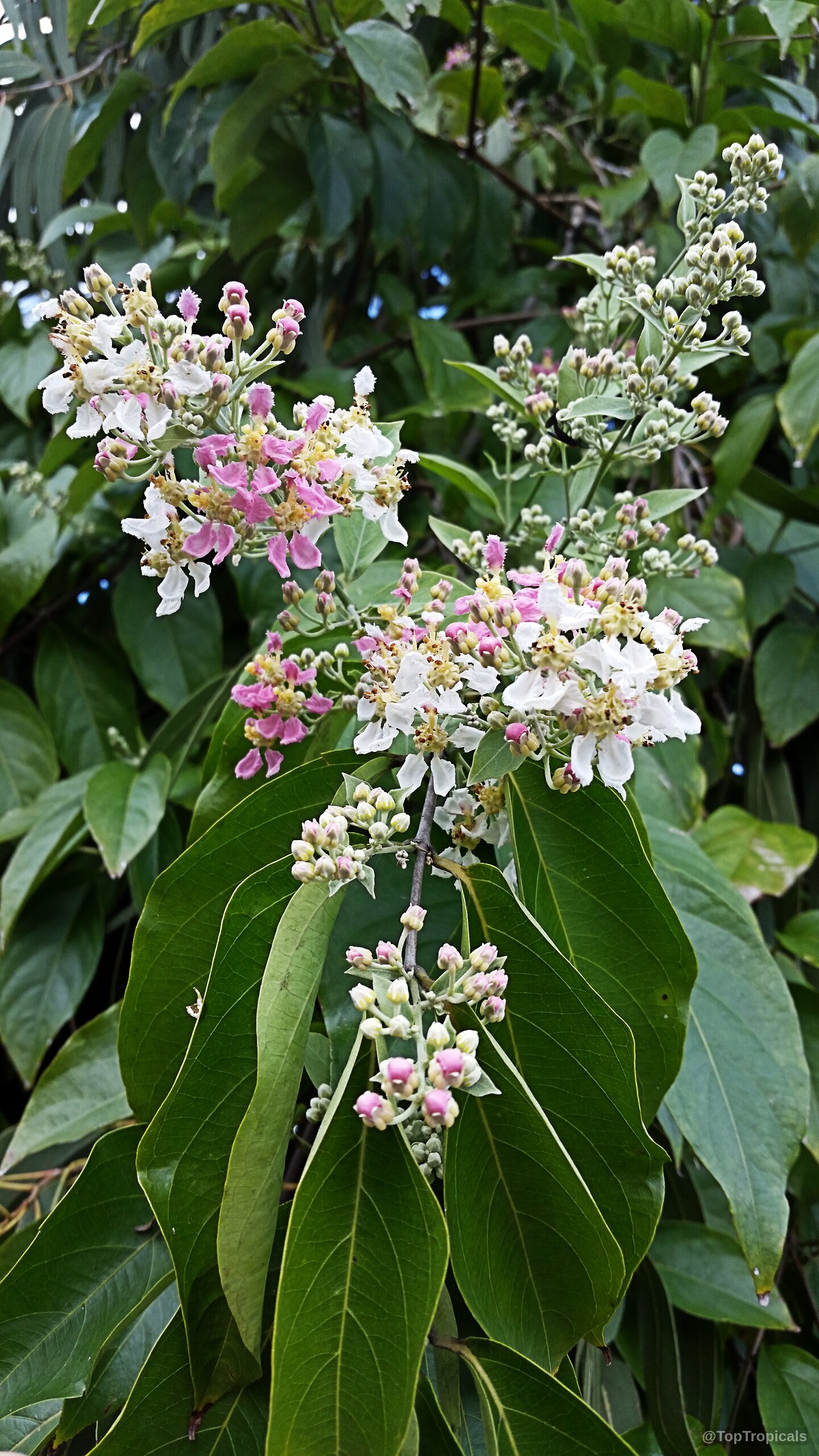 Banisteriopsis caapi (Ayahuasca) with clusters of white and pink flowers beside many smooth green leaves. Banisteriopsis caapi (Ayahuasca) plant with white and pink flowers among lush green leaves close up