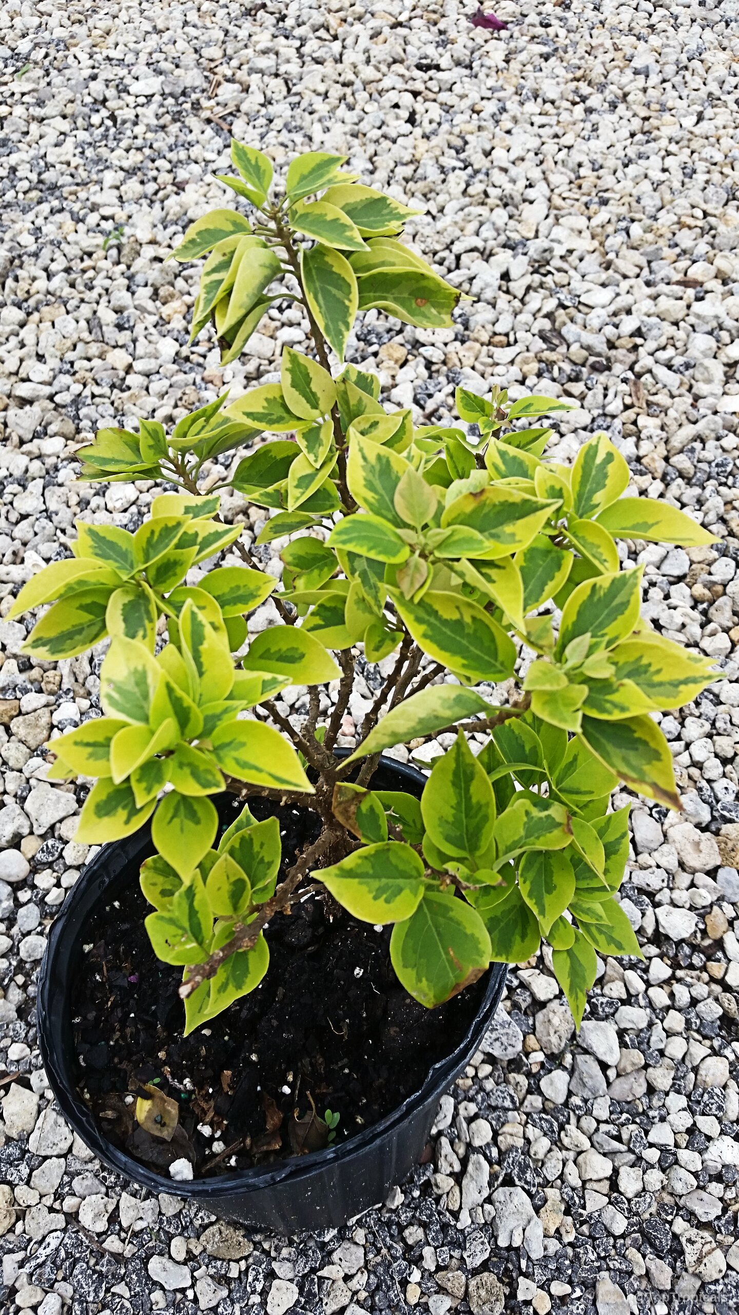 Bougainvillea arborea (Dwarf Bonsai Bougainvillea) 'Dwarf' with yellow green variegated leaves inside a small pot Bougainvillea arborea (Dwarf Bonsai Bougainvillea) 'Dwarf' yellow green plant in a plastic black pot