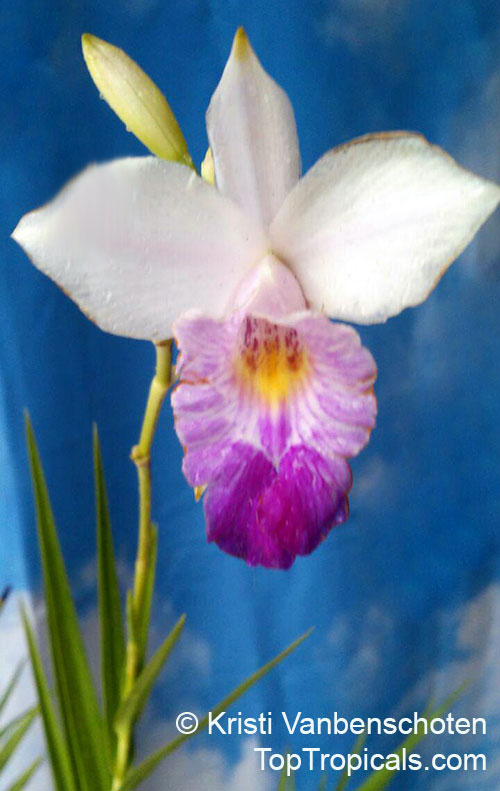 Hauteur 50-60cm Orchidée violette Plante tropicale fleurie Pot Ø 12cm CambriaLazio