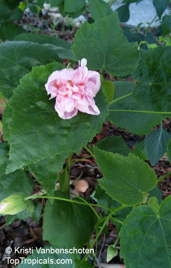 Abutilon x hybridum, Flowering Maple, Weeping Maple,Chinese Lantern. Double flower pink