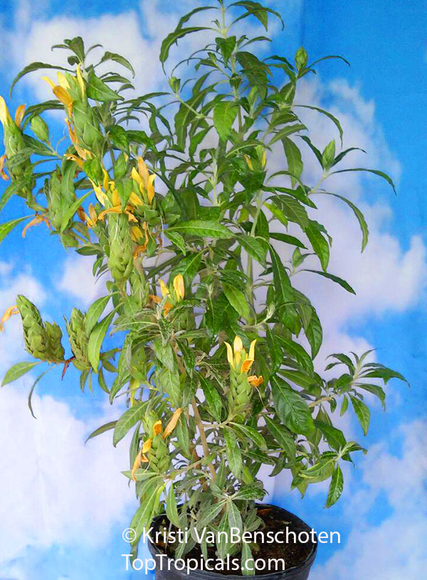 Metarungia longistrobus, Sunbird Bush, Sonbekkiebos 
