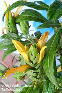 Metarungia longistrobus, Sunbird Bush, Sonbekkiebos 

Click to see full-size image