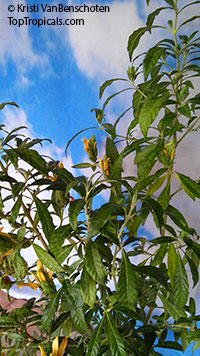 Metarungia longistrobus, Sunbird Bush, Sonbekkiebos 

Click to see full-size image
