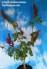 Sanchezia stenomacra, Blood Red Feather

Click to see full-size image