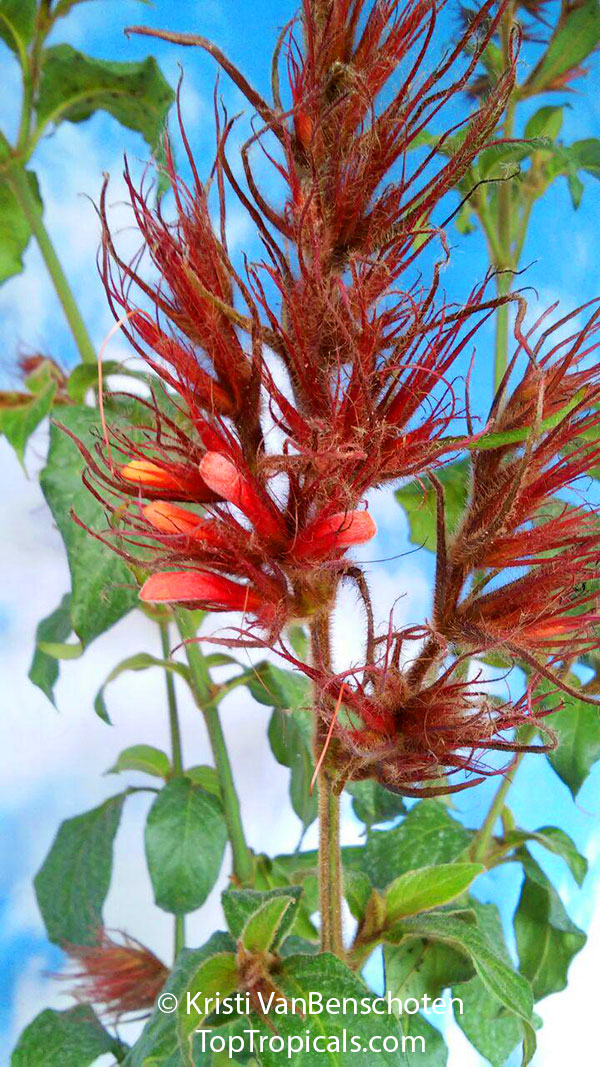 Sanchezia stenomacra, Blood Red Feather