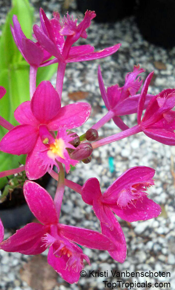 Epidendrum sp., Reed Orchid, Epidendrum Orchid, Clustered Flowers Orchid. var. Fuchsia