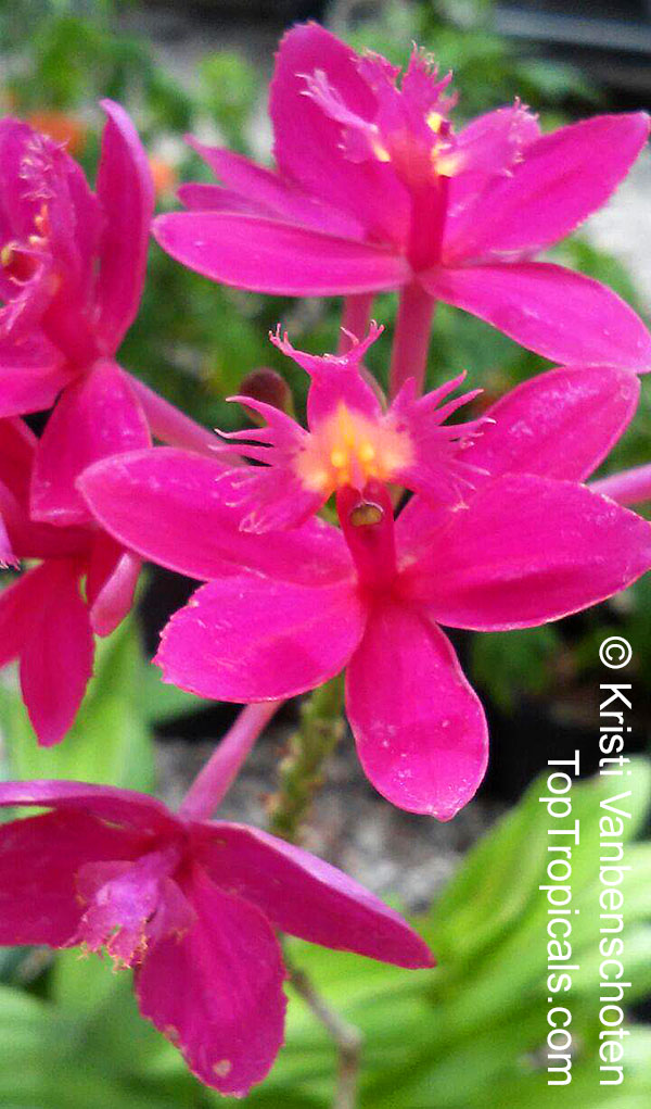 Epidendrum sp., Reed Orchid, Epidendrum Orchid, Clustered Flowers Orchid. var. Fuchsia