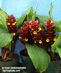 Curcuma sp., Siam Tulip, Turmeric

Click to see full-size image