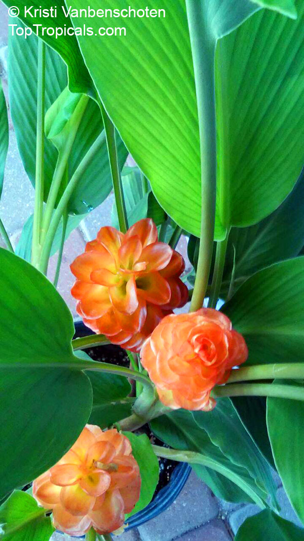 Curcuma roscoeana, Curcuma kurzii, Curcuma coccinea, jewel of Burma, Orange Ginger, Orange Siam Tulip
