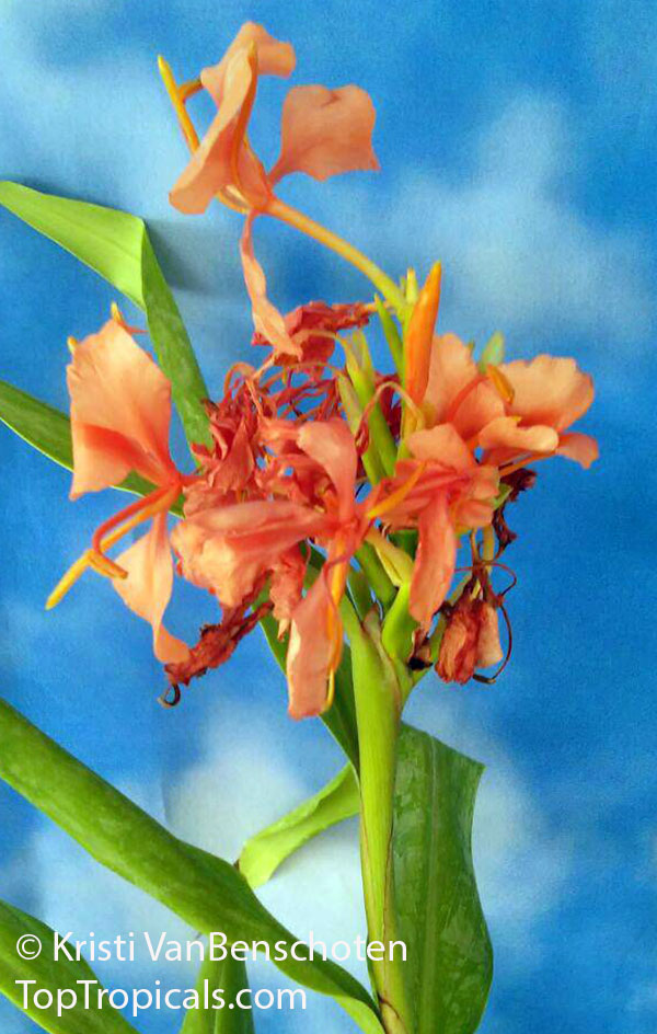Hedychium 'Elizabeth', Elizabeth Ginger Lily
