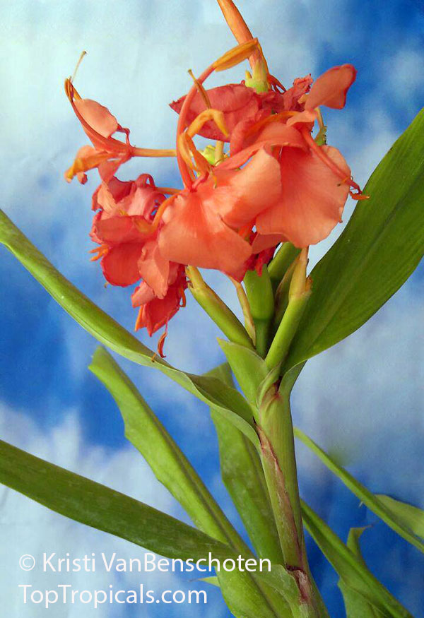 Hedychium sp., Ginger Lily