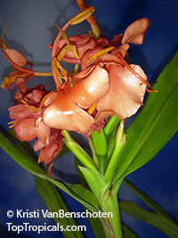 Hedychium sp., Ginger Lily

Click to see full-size image