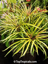 Osmoxylon lineare, Boerlagiodendron lineare, Miagos bush

Click to see full-size image