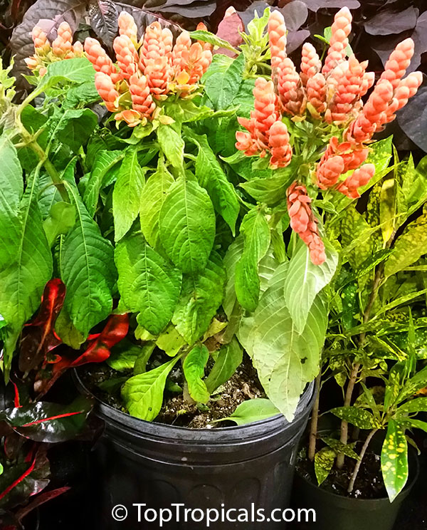 Aphelandra sinclairiana, Orange Shrimp plant, Coral Aphelandra, Panama Queen