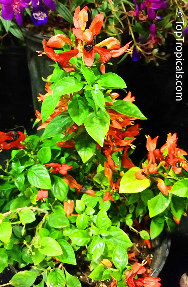 Ruttya fruticosa Orange, Rabbit Ears, Orange Bird, Hummingbird plant
