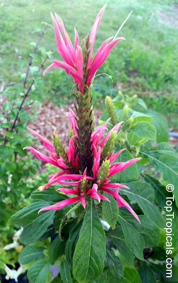 Aphelandra scabra (panamensis) - Pink Candy
