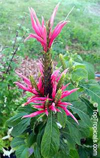Aphelandra scabra, Aphelandra panamensis, Aphelandra

Click to see full-size image