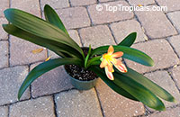 Clivia miniata, Bush Lily, Boslelie

Click to see full-size image
