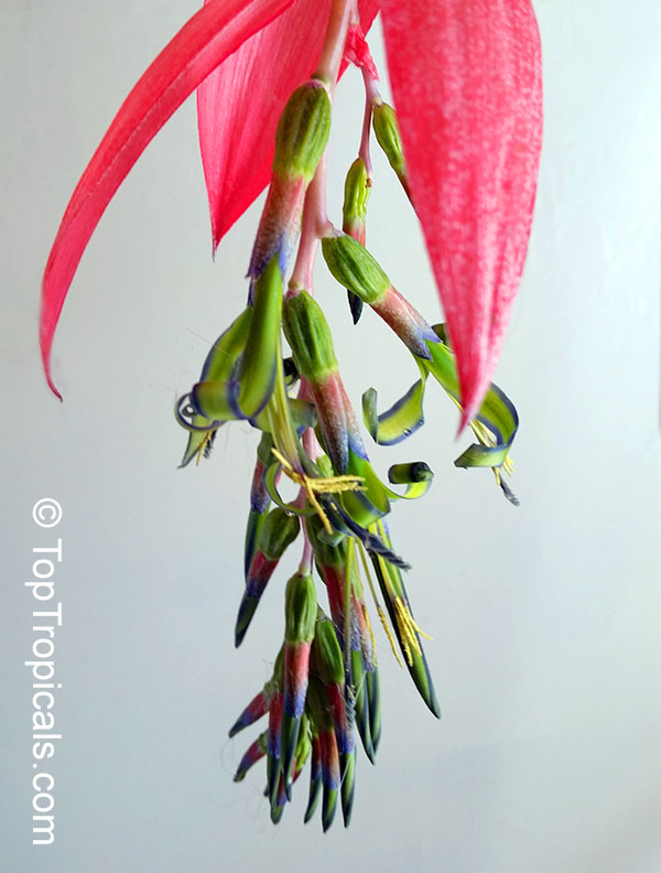 Billbergia nutans, Billbergia linearifolia, Billbergia minuta, Bromeliad Queen of Tears, Friendship Plant