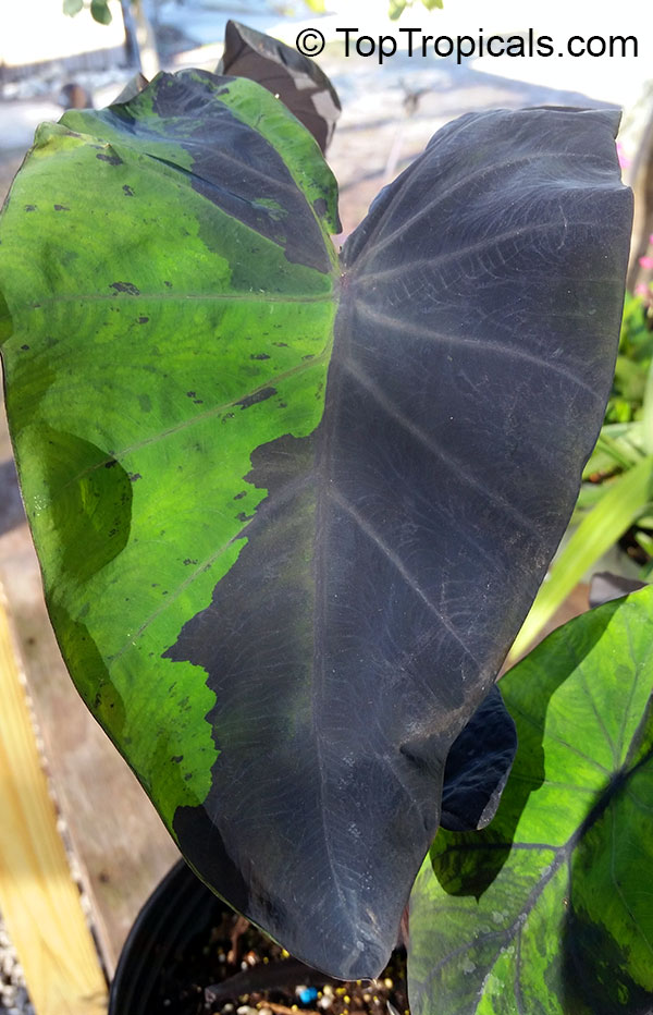 Colocasia esculenta , Black colocasia, Black Magic, Taro, Black Elephant Ear, Malanga Amarillo, Dasheen. Colocasia esculenta 'Midnight'