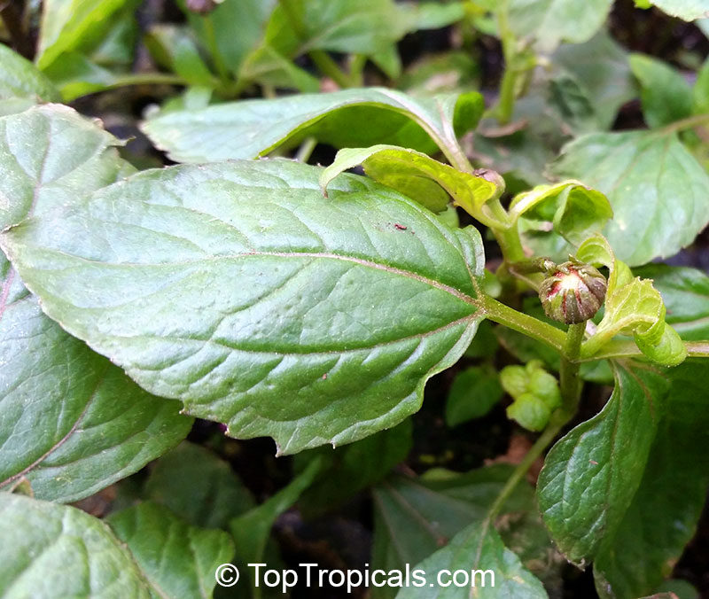 Acmella oleracea, Spilanthes oleracea, Toothache Plant, Paracress, Botox Plant, Jambu